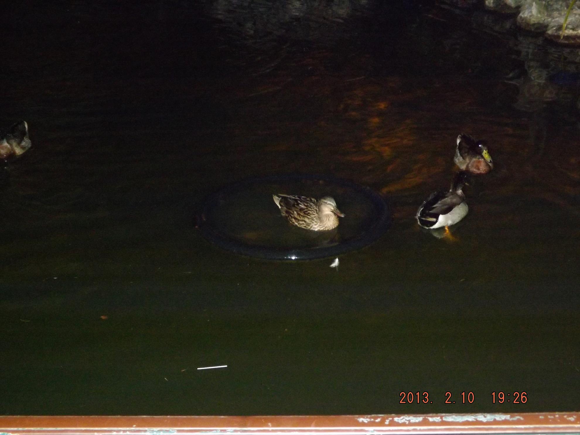 Pasari salbatice - dscf0083.jpg